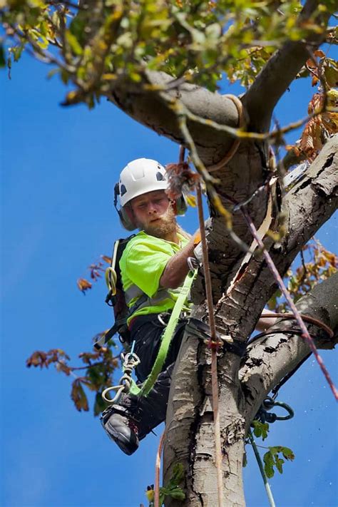 Tree Maintenance Ipswich QLD AAA Tree Lopping