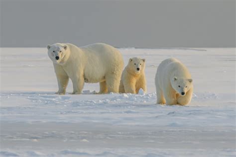 7 Unusual Arctic Animals That Will Amaze You: Discover Nature's Hidden ...