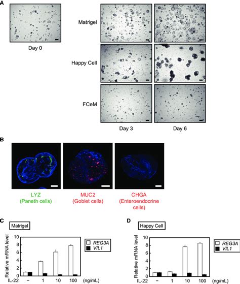 Growth Of Human Ipsc Derived Organoids By Suspension Culture Using