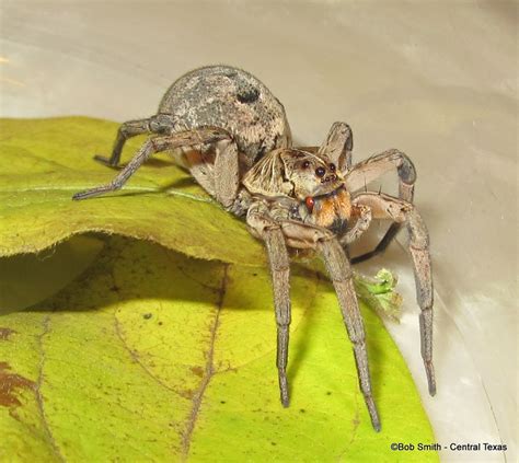 Wolf Spider Egg Sac Flickr