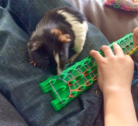 Naked And Wheek Guinea Pigs