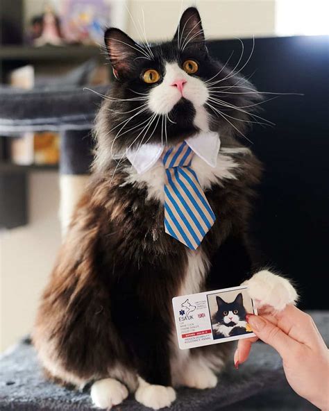 Types And Facts About The Maine Coon Tuxedo Cats (With Pictures)