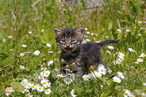 Hauskatze Jungtier Bild Bestellen Naturbilder Bei Wildlife Media