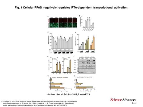 Fig 1 Cellular PFAS Negatively Regulates RTA Dependent Transcriptional