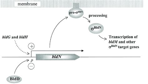 Model For The Regulation Of Bldn Activity During Development Bldn Download Scientific Diagram