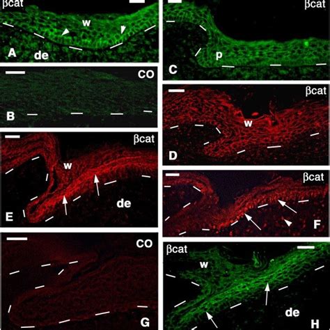 Podarcis Muralis Immunofluorescence For Beta Catenin βcat Using Download Scientific Diagram