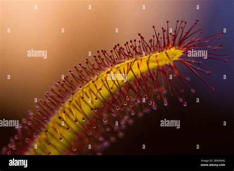 drosera drosera binata  res stock photography  images alamy