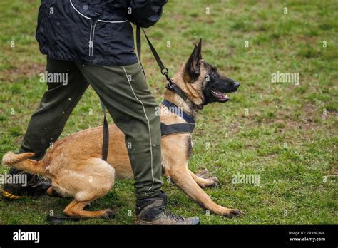 Belgian malinois dog. Animal trainer doing obedience training with his ...