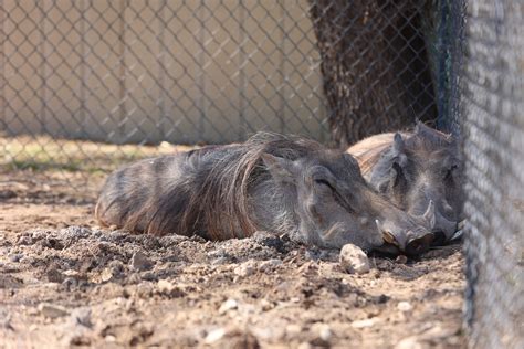 About Us - Abilene Zoo