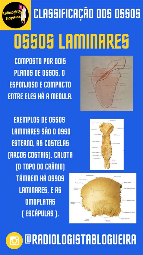 Osso Plano Ou Laminar - Ossos Laminares | Humor radiologia, Atlas do corpo humano, Radiologista