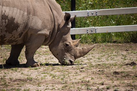 white rhino – toddhodge.ca