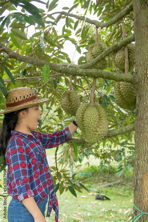 Happy Teenager Asian Woman Farmer Holding Durian In Durian Plantation Durians On The Durian