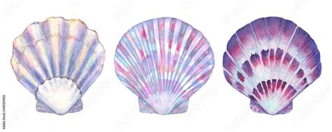 Seashell Set Watercolor Illustration Watercolor Hand Drawn Sea Shells