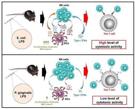 Molecules Free Full Text Porphyromonas Gingivalis