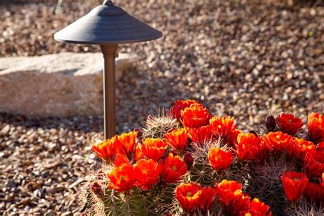 7 Unique Xeriscape Ideas For Water-Efficient Yards