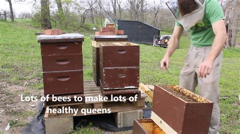 Queen Rearing With A Cell Starter Youtube