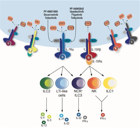 Cytokine Signaling Pathway