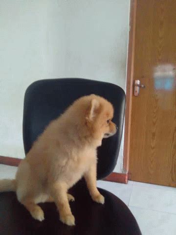 Dog Sitting Down GIF - Dog Sitting Down Cute - Discover & Share GIFs