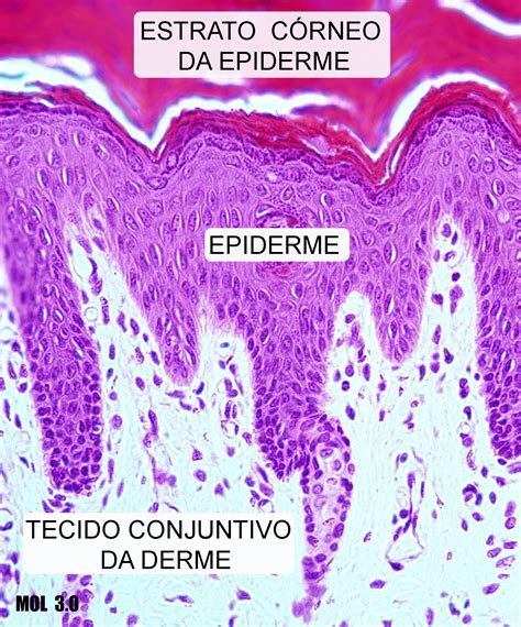 Camadas Da Pele Histologia Librain