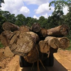 Deforestation in African Congo Basin rainforest slows – Planet Tech News