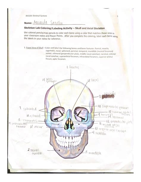 Bio Skeletal System Bsc Studocu