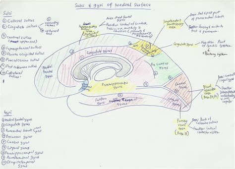 ANATOMY section: cerebrum 2