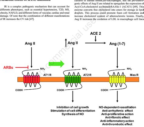 Schematic Representation Of Mechanisms Of The Ang II Receptor Blockers