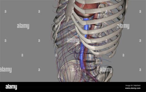 The Inferior Vena Cava Is A Large Vein That Carries The Deoxygenated