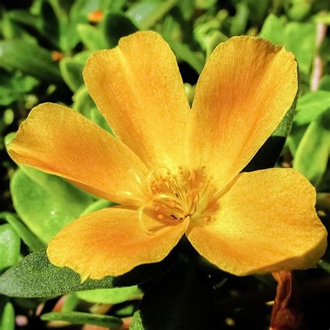 Portulaca oleracea - Ask The Scientists