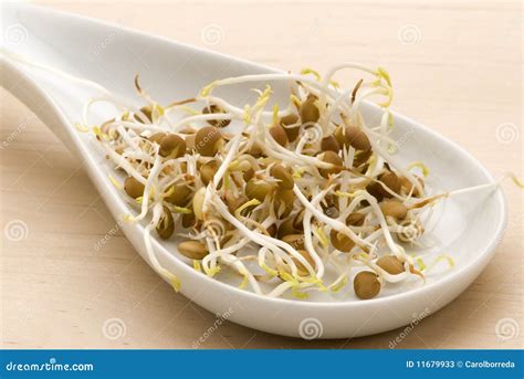 Lentil sprouts. stock image. Image of lentil, cuisine - 11679933