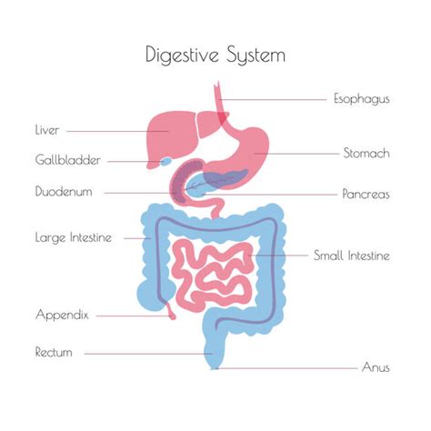 Digestive System Diagram Labeled Functions