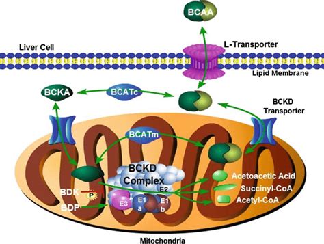 Summary Of Bcaa Metabolism In A Liver Cell Bcaas Are Transported Into