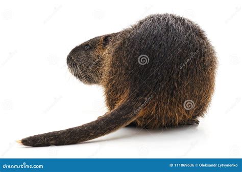 Large Brown Nutria Stock Photo Image Of Wildlife Food 111869636