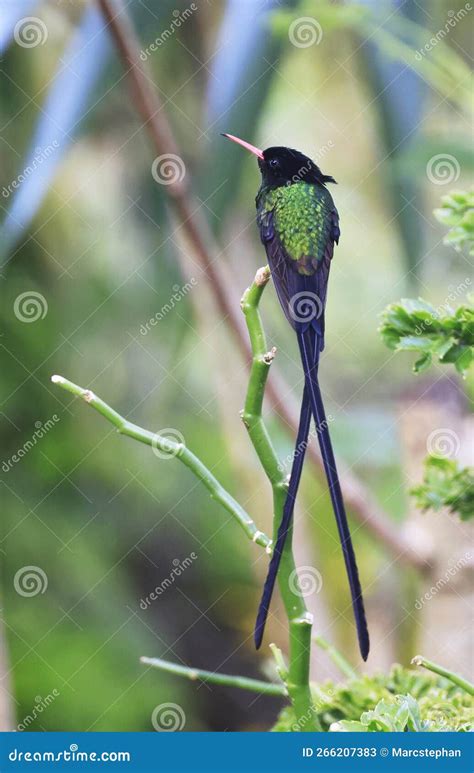 A Doctor Bird Or Wimpelschwanz Trochilus Polytmus Hummingbird