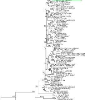 Randomized Accelerated Maximum Likelihood Raxml Phylogenetic Trees