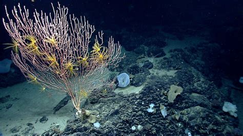 Hope Remains For Deep Sea Ecosystems Along The Atlantic Coast Despite