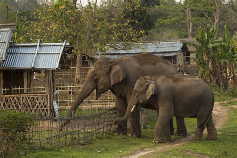 Saving Asian Elephants and Protecting Livelihoods - GlobalGiving