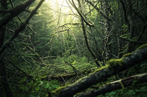 Premium Photo Beautiful Dark Forest With Mossy Trees And Sunlight In