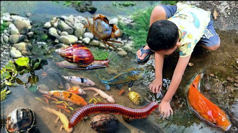 Menemukan Ikan Hias Keong Lobster Kura Kura Kelomang Bekicot