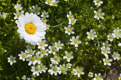 Camomile stock photo. Image of grass, meadow, petals - 59454544