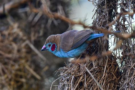 Days Uganda Safari Lake Mburo Park Birds