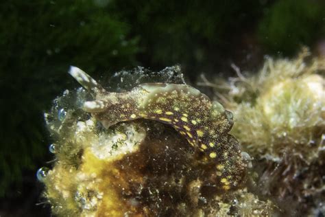 Elysia sp. | Elysia sp. from Paradise resort house reef, Tav… | Flickr