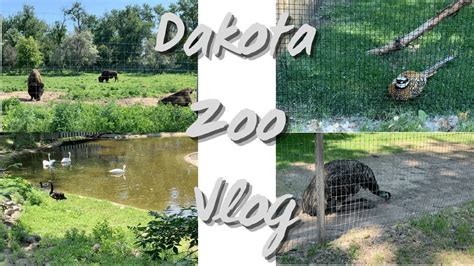 Dakota Zoo Bismarck North Dakota Zoo Exploring Nd Youtube