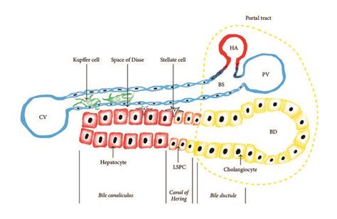 Schematic Histological Structure Of Liver Tissue Functional Units Of