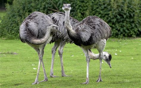 Greater rhea and Lesser rhea | DinoAnimals.com