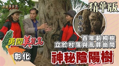 【勇闖美麗島】防孤魂野鬼跨越 神秘陰陽樹坐鎮社區與亂葬崗交界 （陰陽樹出現男女性徵／觀音像）│20001206│ 24集精華版 Youtube