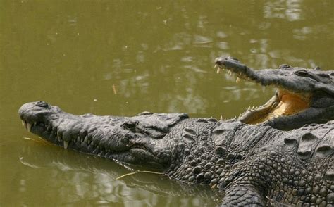 Actualizar Imagen Diferencias Entre Un Lagarto Y Un Cocodrilo