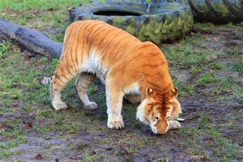 Liger Vs Tiger Size