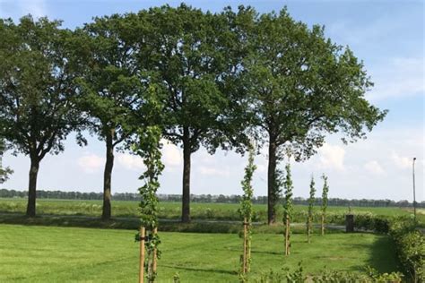 Pruimenboom Snoeien Hoe En Wanneer Groentechniek Klomp