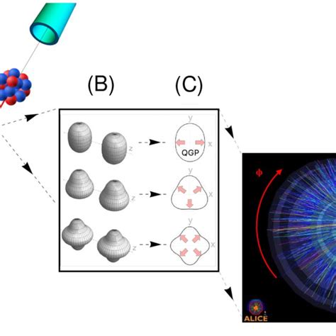 Schematic View Of A Relativistic Heavy Ion Collision Highlighting The